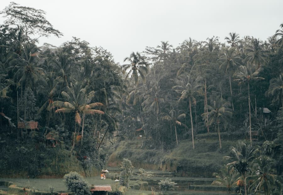 Terraced rice fields surrounding Ubud Canopy